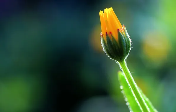 Картинка цветок, макро, природа