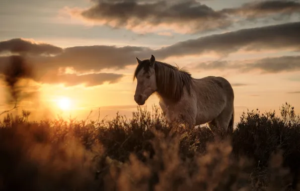 Закат, природа, Mountain Pony