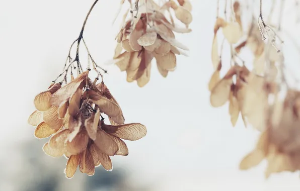 Макро, ветки, природа