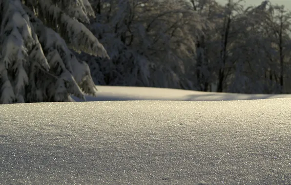 Картинка зима, снег, деревья, фото, дерево, утро, сугробы, бугры