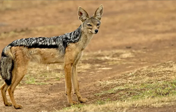 Взгляд, собака, Dog, look, шакал, jackal