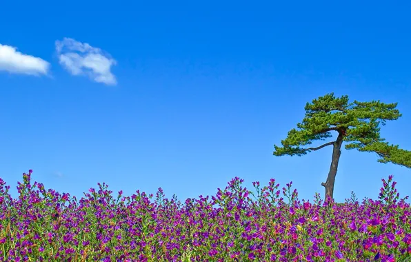Sky, flowers, clouds, tree, sunny, flowers field