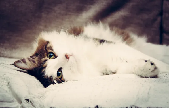 Диван, котик, Кот, киска, бобтейл