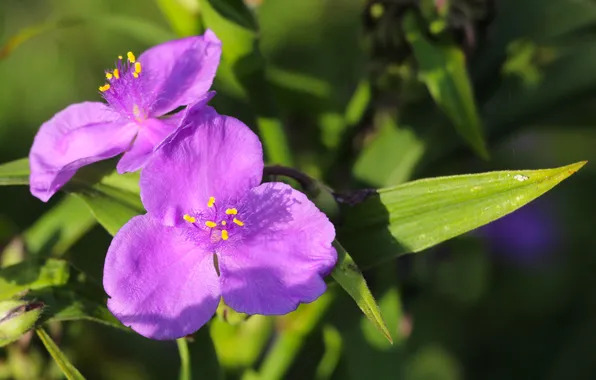 Pink, leaf, blooming