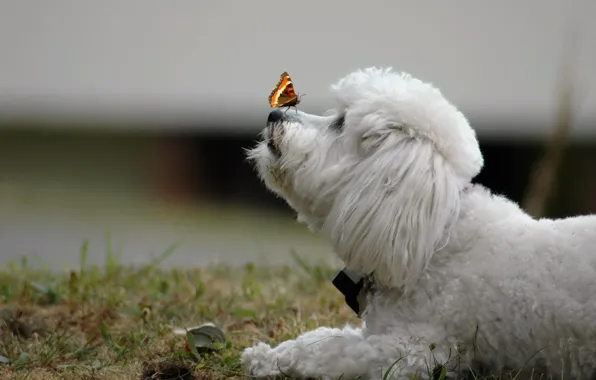 Картинка фон, бабочка, собака
