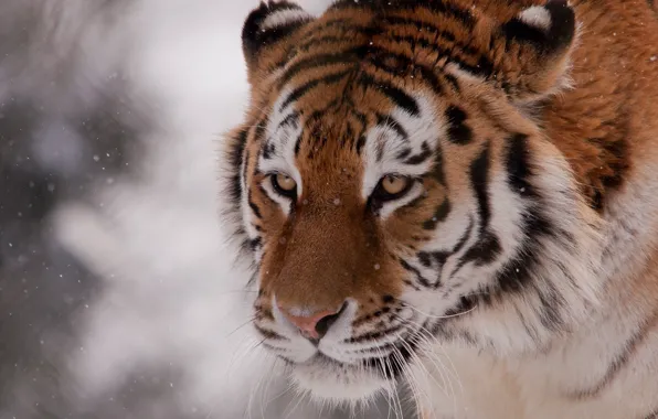 Картинка зима, морда, снег, тигр, дикая кошка