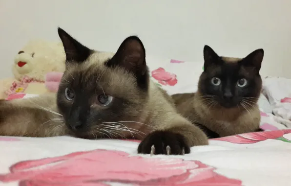 Когти, играют, 2 кота