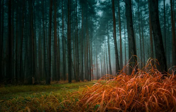 Картинка лес, трава, туман, сосны