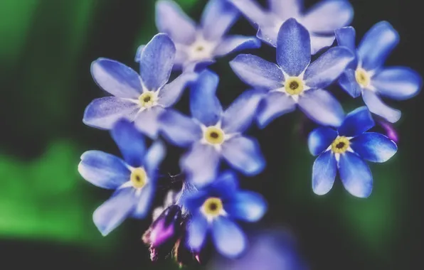 Цветы, лепестки, синие