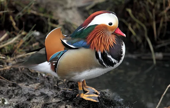 Картинка Nature, Bird, Mandarin duck