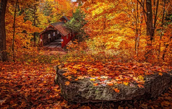 Осень, лес, листья, деревья, дом, парк, листва, камень