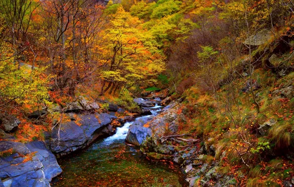 Картинка осень, лес, деревья, ручей, камни, Природа, поток, forest