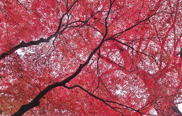 Картинка осень, небо, листья, деревья, багрчнец