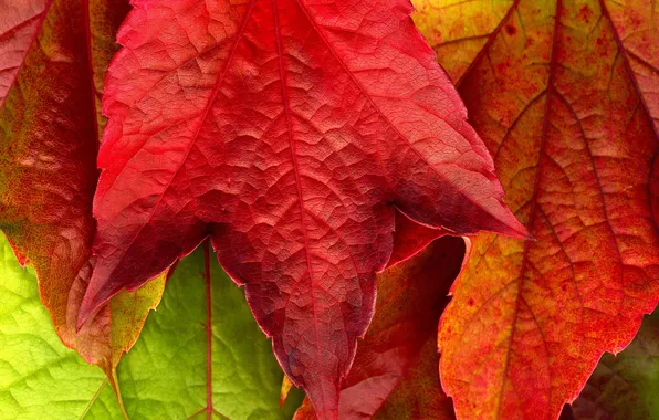 Осень, макро, красный, жёлтый, фото, красивые обои, осенние обои