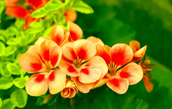 Flower, orange, blooming