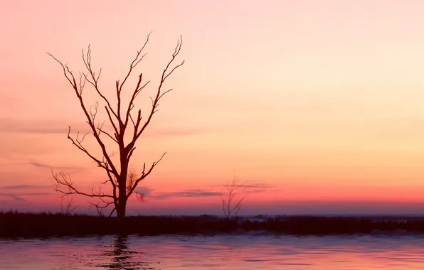 Море, вода, деревья, ветки, природа, озеро, отражение, река