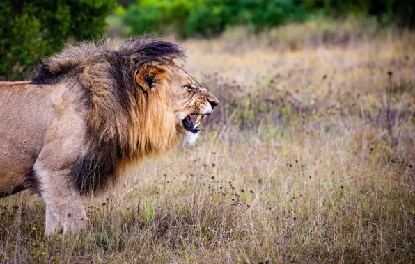 Картинка animal, angry, carnivorous, Brown and Black Lion on Brown Grass Field