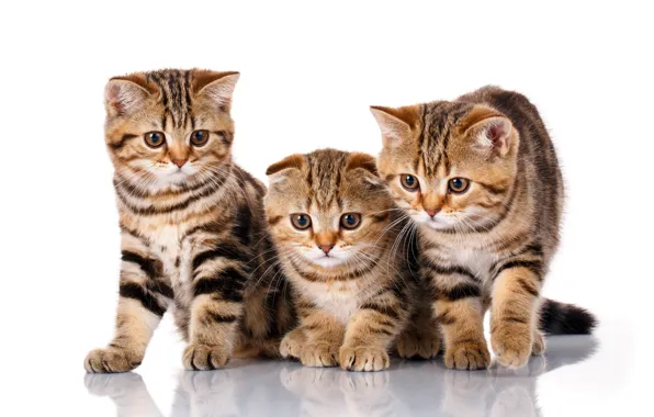 Кошка, взгляд, кошки, поза, отражение, котенок, котята, белый фон