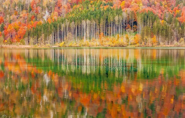 Картинка осень, лес, пейзаж, природа, озеро, отражение