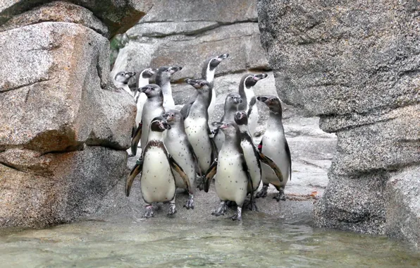 Природа, фон, пингвины