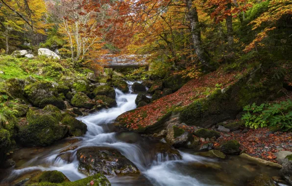 Осень, лес, скалы, берег, листва, водопад, поток, краски осени