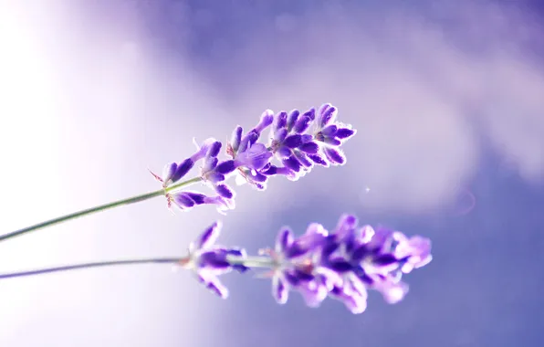 Фиолетовый, макро, цветы, фон, сиреневый, цвет, растения, стебельки