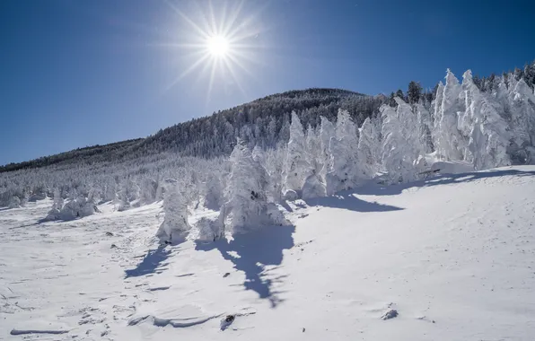 Картинка зима, лес, небо, солнце, лучи, снег, деревья, горы