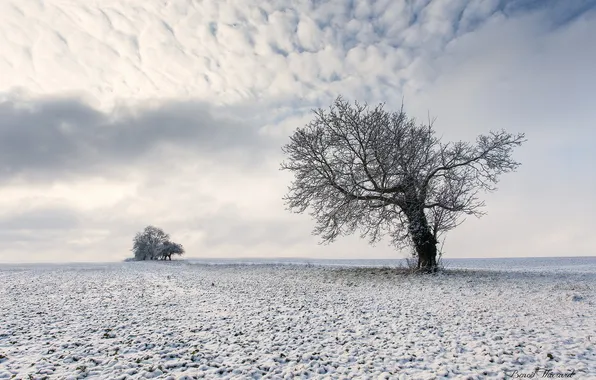 Картинка зима, поле, пейзаж, дерево