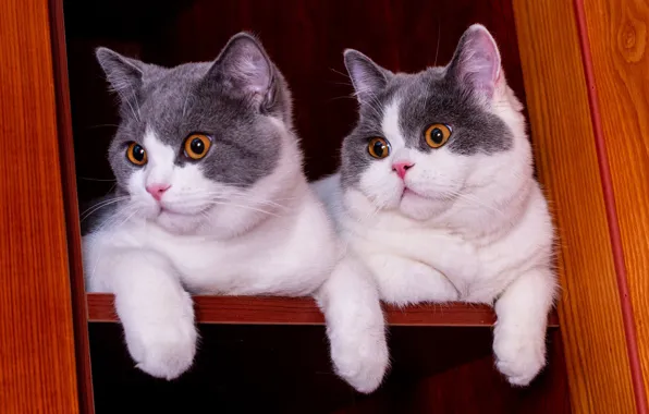 Кошки, котята, полка, шкаф, парочка, два котенка, мордашки, серые с белым