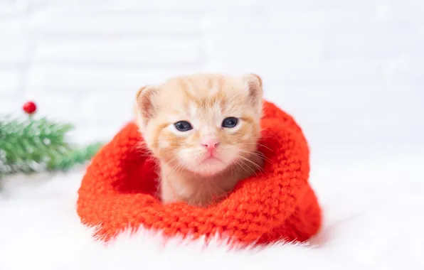 Кошка, ветки, котенок, шапка, малыш, рыжий, мордочка, Рождество