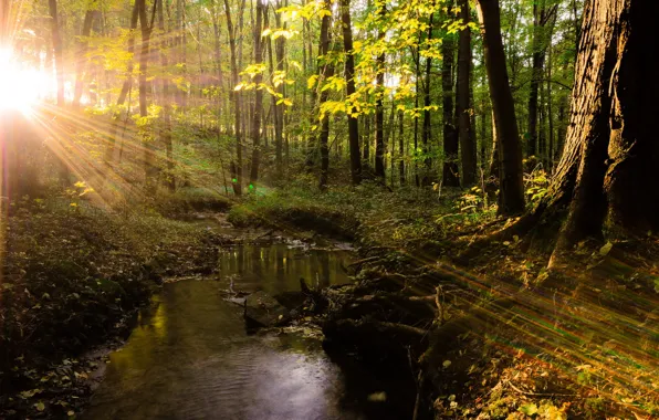 Лес, свет, деревья, природа