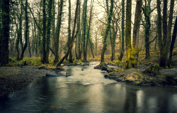 Лес, природа, река