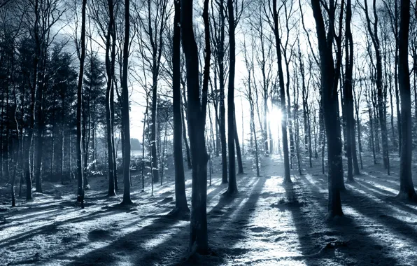 Лес, снег, природа