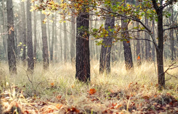 Картинка осень, лес, трава, листья, деревья