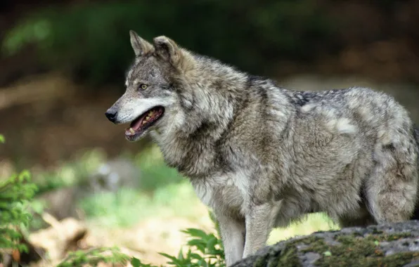 Картинка nature, predator, animal, wolf, wildlife, portrait, portrait., Canis lupus. face