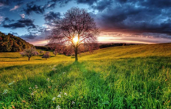 Картинка поле, лето, закат, дерево