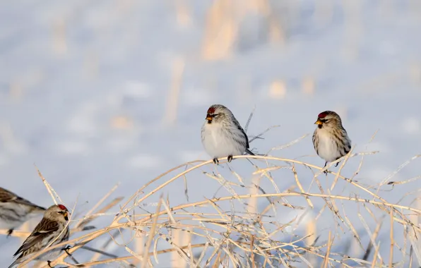 Зима, снег, ветки, птица, Сухой
