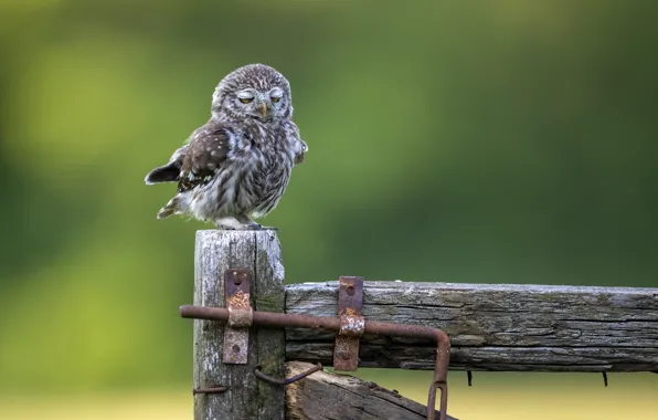 Картинка сова, owl, Marco Redaelli