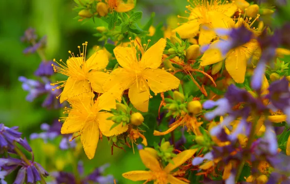 Картинка Лето, Summer, Желтые цветы, Yellow flowers