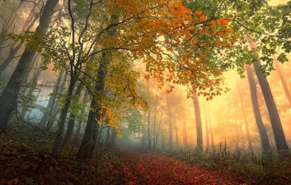 Картинка осень, лес, листья, деревья, туман, forest, тропинка, trees