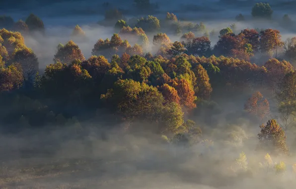 Картинка деревья, туман, восход, поля