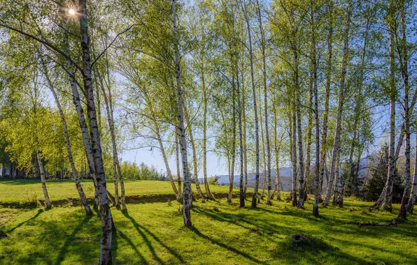 Трава, деревья, пейзаж, горы, природа, березы, grass, солнечно