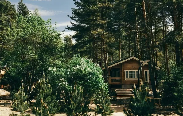 Природа, Лес, Домик, House, Nature, Forest