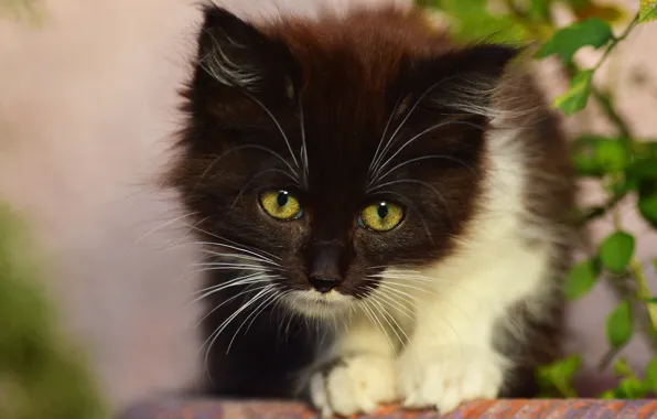 Картинка кошка, взгляд, листья, поза, котенок, фон, черно-белый, портрет