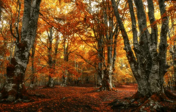 Картинка осень, лес, природа