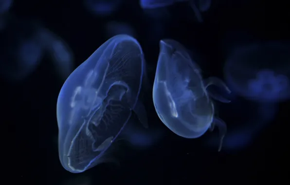 Темно, медузы, синие, плывут