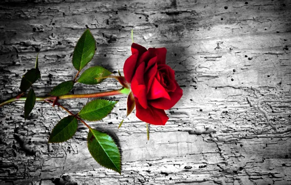 Цветок, роза, red, rose, wood