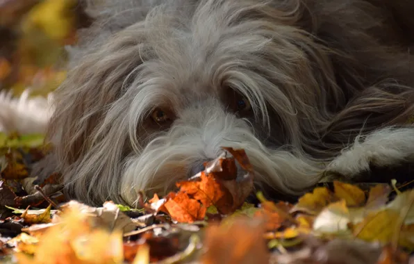 Картинка осень, взгляд, друг, собака