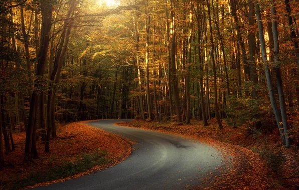 Red, road, sunset, autumn, leaves