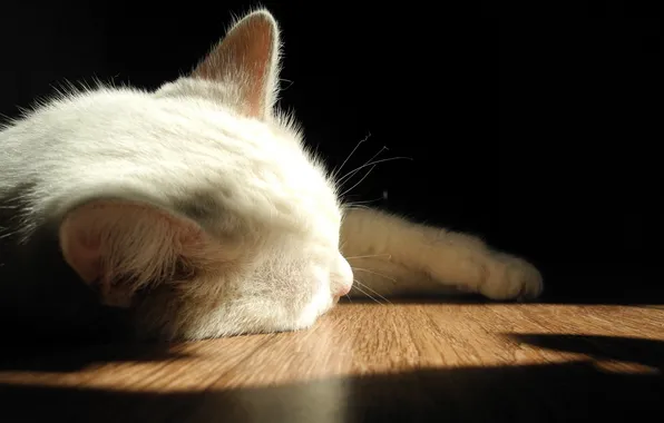 Картинка кошка, макро, свет